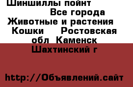 Шиншиллы пойнт ns1133,ny1133. - Все города Животные и растения » Кошки   . Ростовская обл.,Каменск-Шахтинский г.